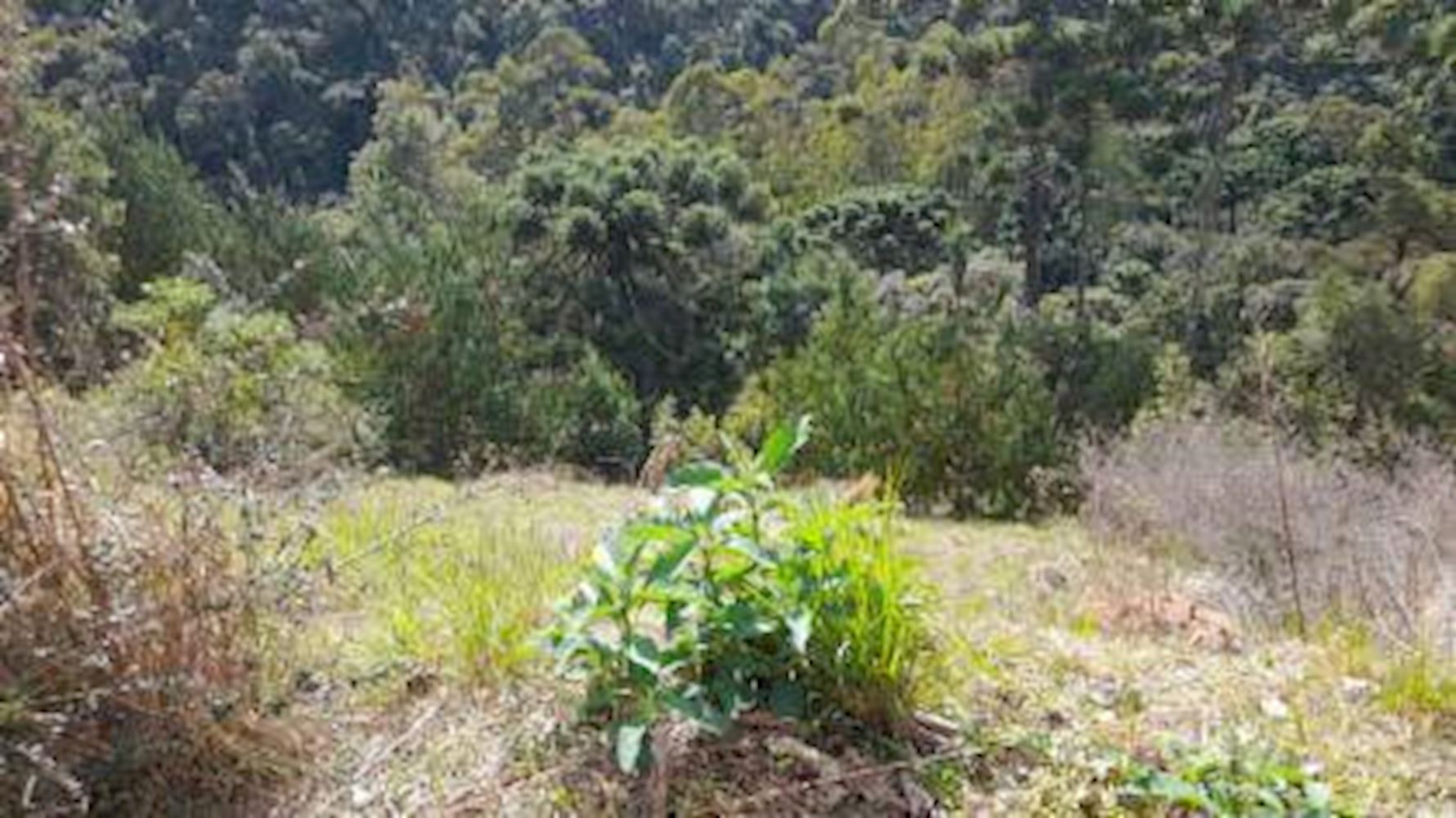 Terreno - Alto Da Boa Vista - Campos do Jordão/SP — foto 5