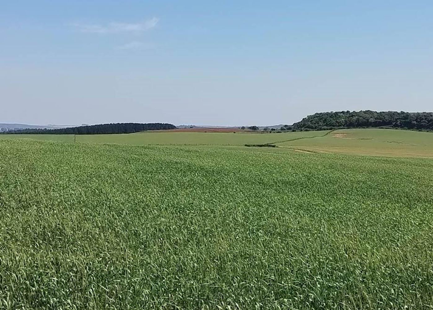 Área Rural na Zona Rural de Maçambara/RS — foto 2