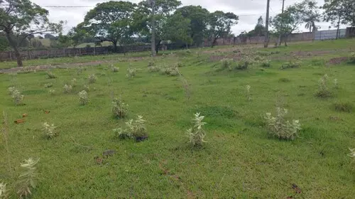 Lote DESOCUPADO no Parque Residencial Viva, Pérola, PR — foto 3