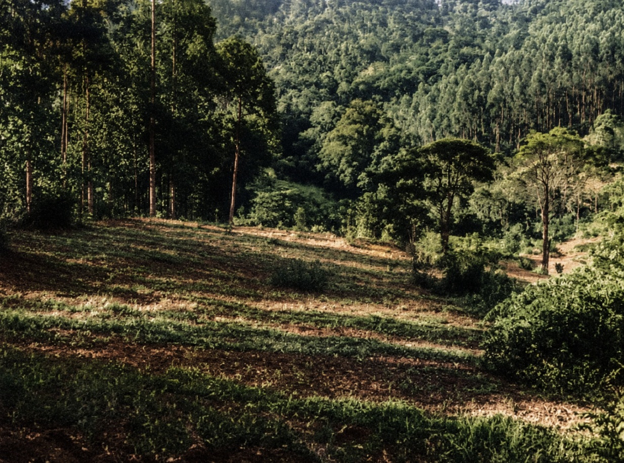 Imóvel Rural, 101ha, Paulo Lopes/SC — foto 2