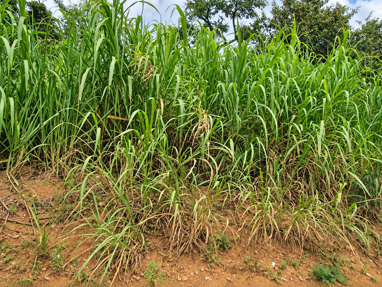 Terreno, 12.660,00m², Jd. Portal da Colina, Cabreúva/SP — foto 2