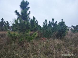 Terreno c/ 300,00m² - Praia Real — foto 3