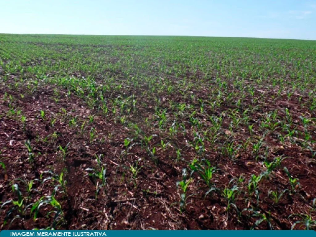 Imóvel Rural - Parte Ideal de 29,67% de 815 ha - Fazenda Anhuminhas - Maracaí - SP — foto 2