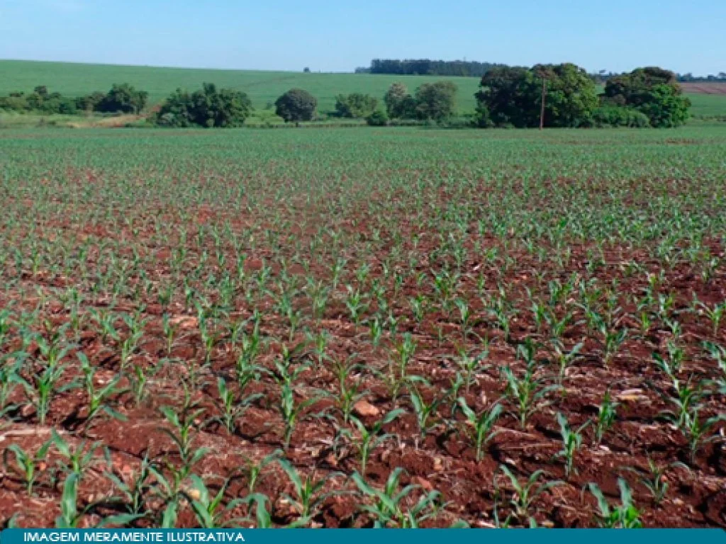 Imóvel Rural - Parte Ideal de 29,67% de 815 ha - Fazenda Anhuminhas - Maracaí - SP — foto 3