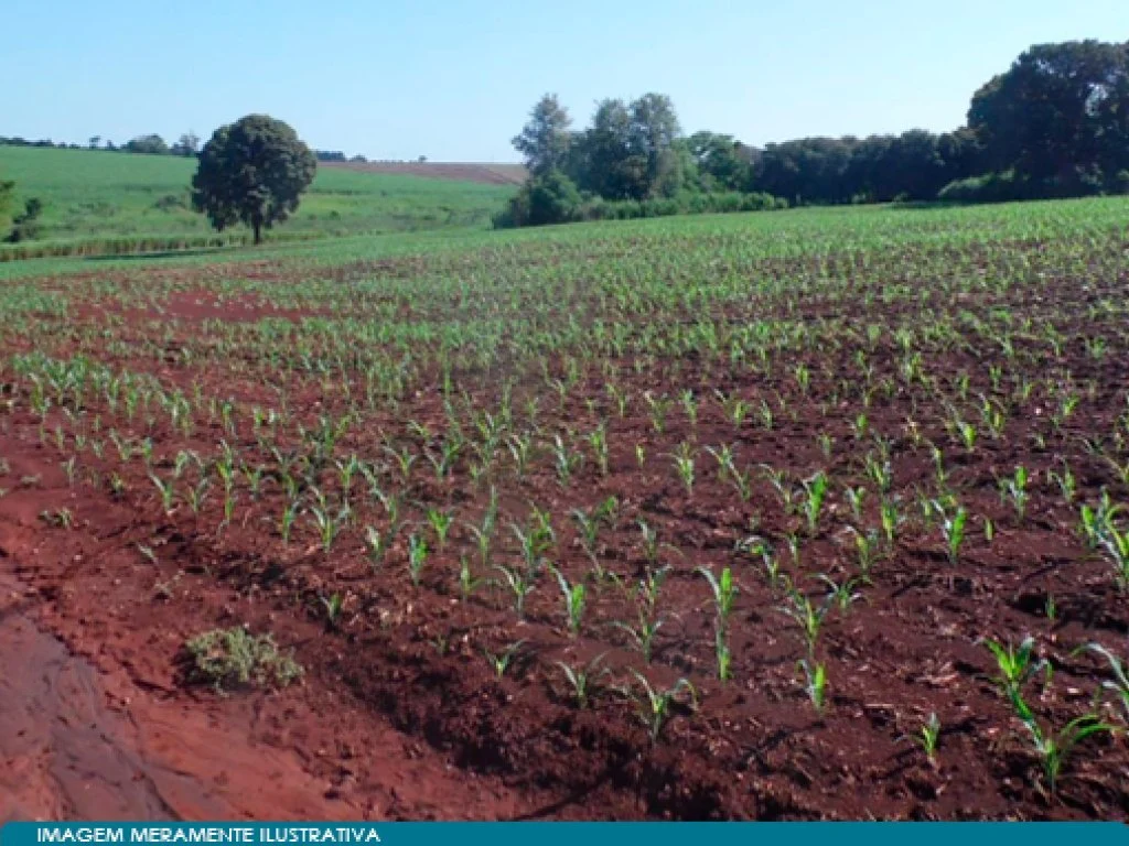 Imóvel Rural - Parte Ideal de 29,67% de 815 ha - Fazenda Anhuminhas - Maracaí - SP — foto 5