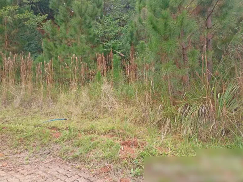 Terreno - Nova Petrópolis - RS — foto 5