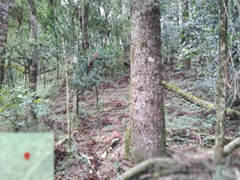 Terreno - Flores da Cunha - RS — foto 3