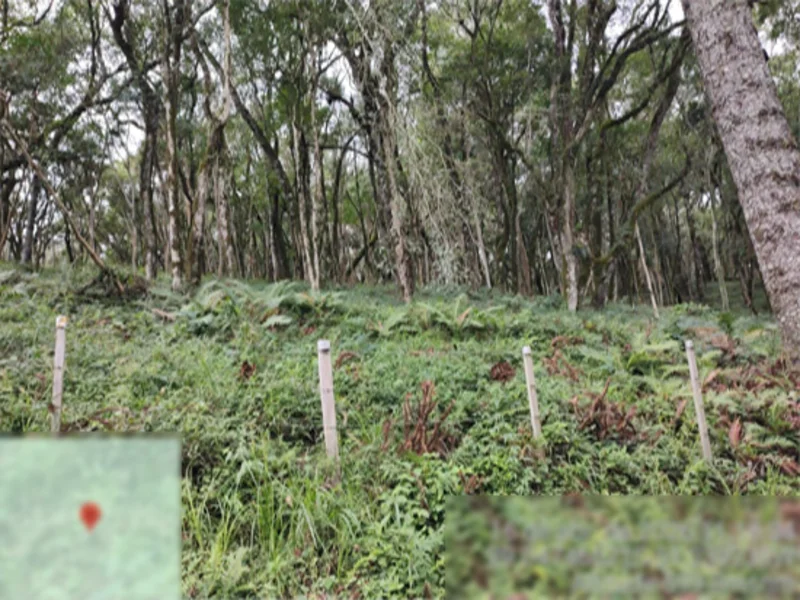Terreno - Flores da Cunha - RS — foto 4