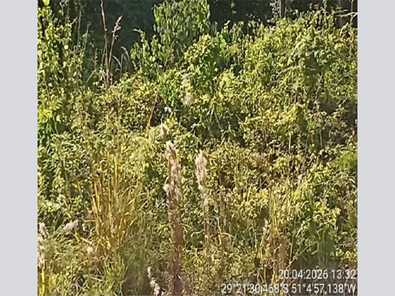 Terreno - Nova Petrópolis - RS