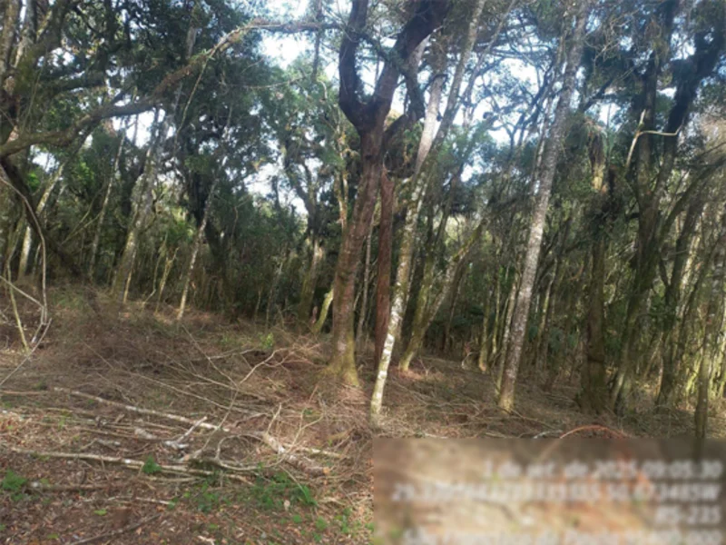 Terreno - São Francisco de Paula - RS