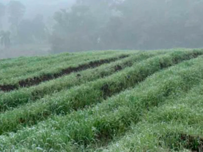 Terreno - Paula Freitas - PR