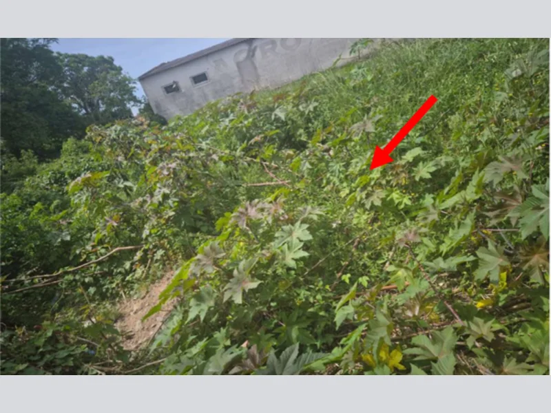 Terreno - Pedro Osório - RS — foto 4