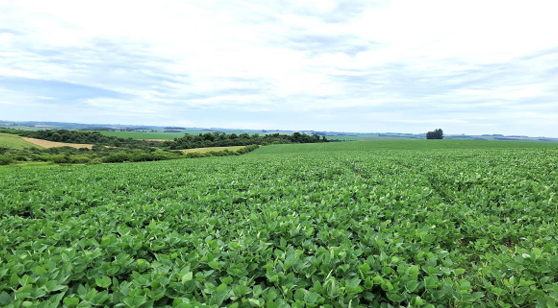 Área Rural C/ 13,70 Ha - São Miguel Das Missões / Rs — foto 4