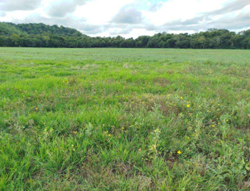 Área Rural C/ 1 Ha - São Luiz Gonzaga / Rs — foto 2