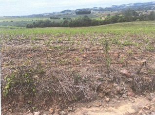 Área Rural C/ 7,9626 Ha - Santa Rosa / Rs