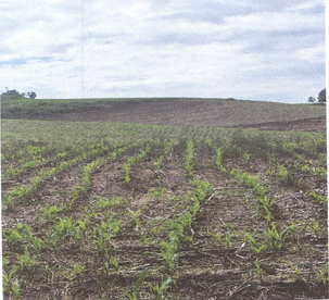 Área Rural C/ 7,9626 Ha - Santa Rosa / Rs — foto 2