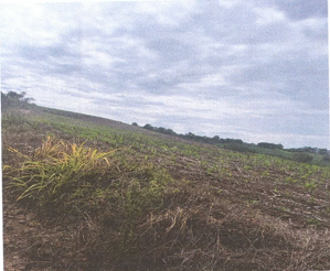 Área Rural C/ 7,9626 Ha - Santa Rosa / Rs — foto 3