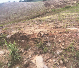 Área Rural C/ 7,9626 Ha - Santa Rosa / Rs — foto 4