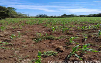 Área Rural C/ 3 Ha - Garruchos / Rs — foto 2