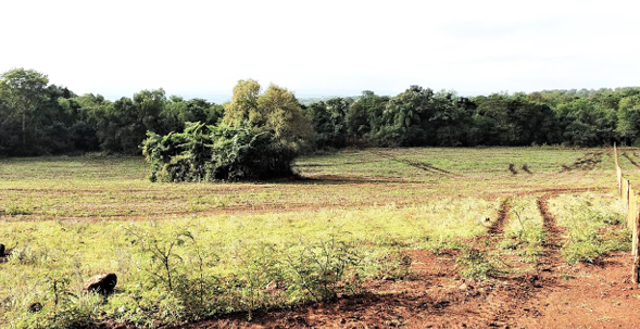 Área Rural C/ 10 Ha - Dezesseis De Novembro / Rs — foto 3