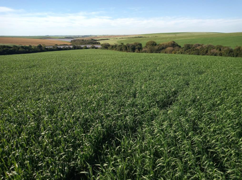 Área Rural C/ 7 Ha - São Miguel Das Missões / Rs