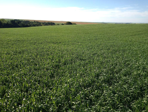 Área Rural C/ 7 Ha - São Miguel Das Missões / Rs — foto 2