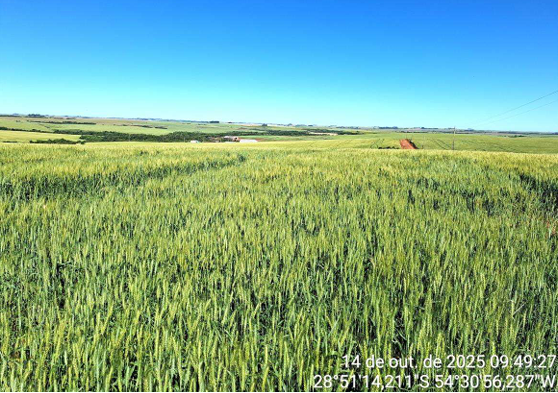 Área De Terra C/ 6 Ha - São Miguel Das Missões / Rs