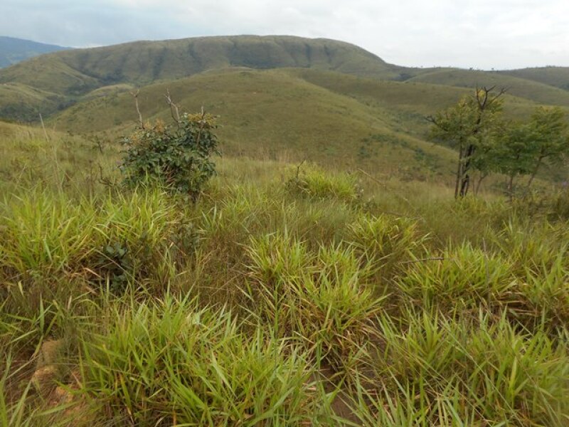 Lote 002 Imóvel Rural em Presidente Olegário/MG com 195 Hectares