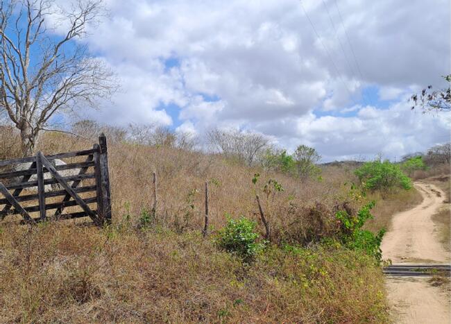 Uma Parte De Terra, Encravada Na Propriedade "prata", Do Lugar "loango" Zona Rural Do Município De Massaranduba, Com Área Registrada De Cinquenta E Seis Quadros (56) De Cinquenta (50) Braços, Mas Declarada De Oitenta (80) Hectares. — foto 3