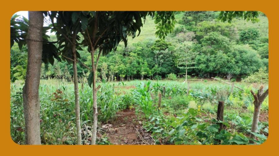 Lote Rural Nº 178, da Gleba 33-am do Núcleo Ampére, da Colônia Missões do Município de Santa Izabel do Oeste/pr. com Uma Área Total de 29.000m². __ — foto 4