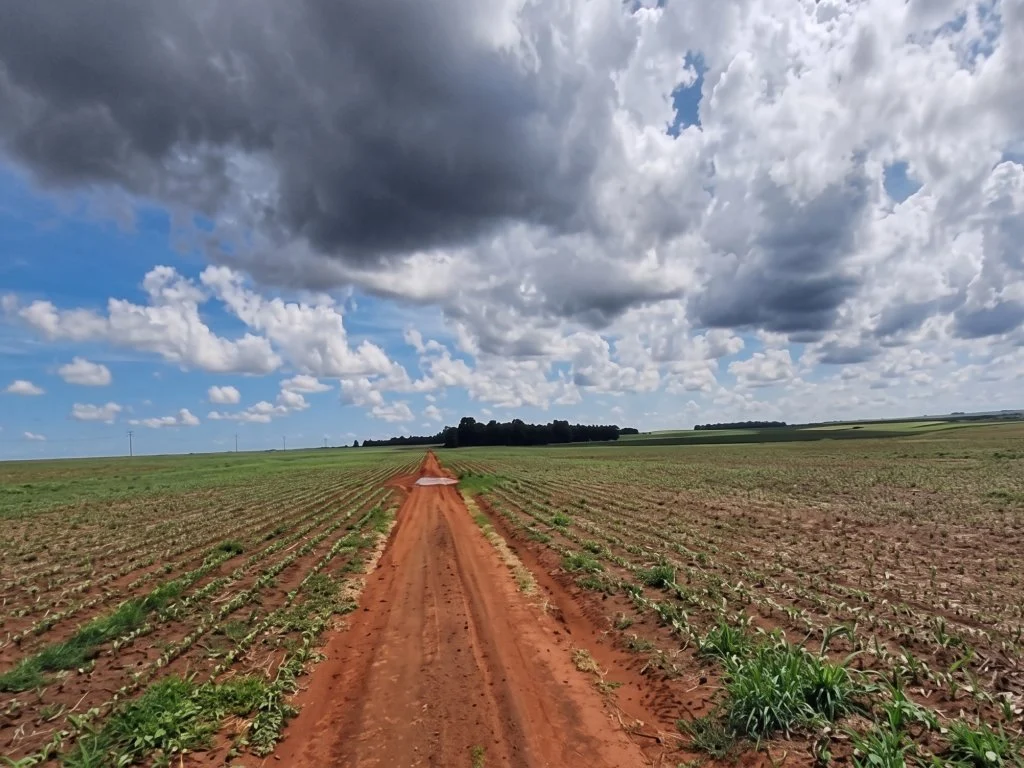 Imóvel Rural 215 ha (Fazenda Ventura Agro) - Campo Novo do Parecis - MT — foto 2