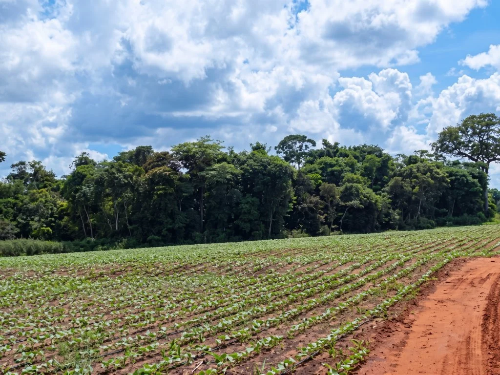 Imóvel Rural 215 ha (Fazenda Ventura Agro) - Campo Novo do Parecis - MT — foto 3