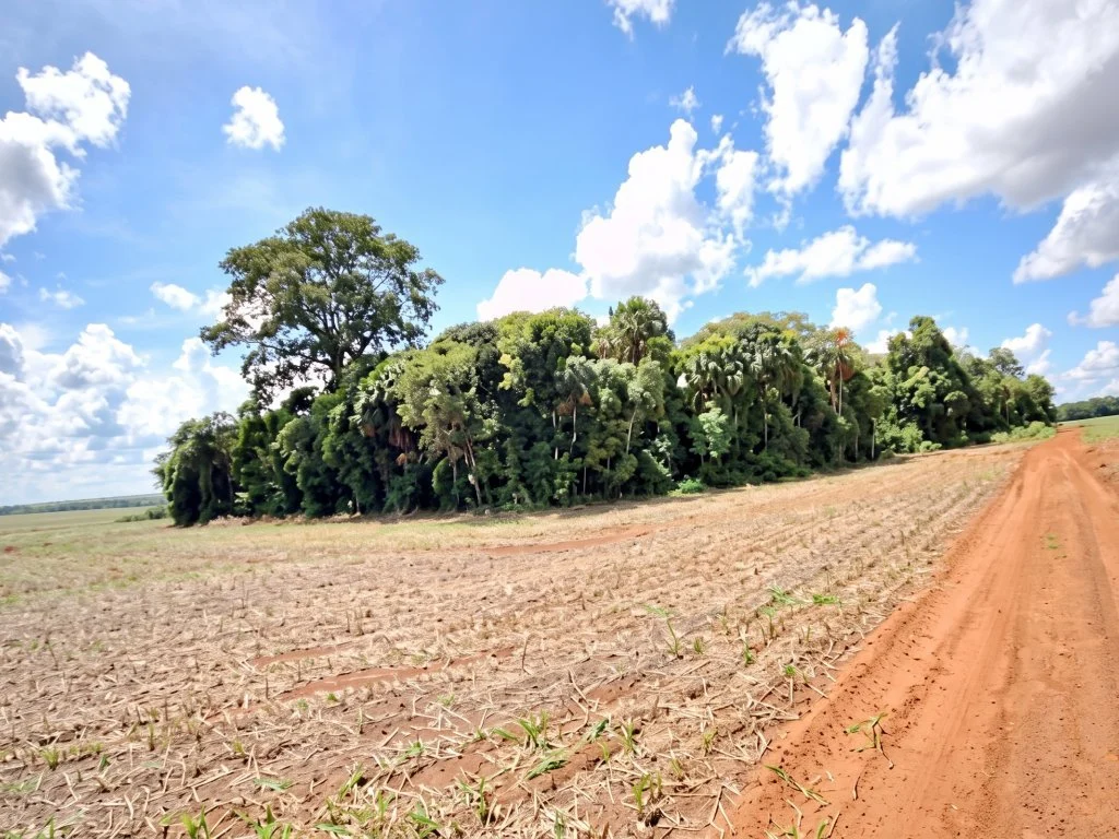 Imóvel Rural 215 ha (Fazenda Ventura Agro) - Campo Novo do Parecis - MT — foto 4