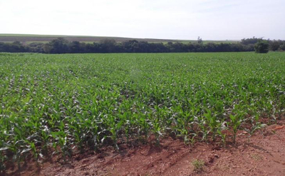 50% de Imóvel Rural 17,28ha em Leilão Judicial em Florínea/SP — foto 3