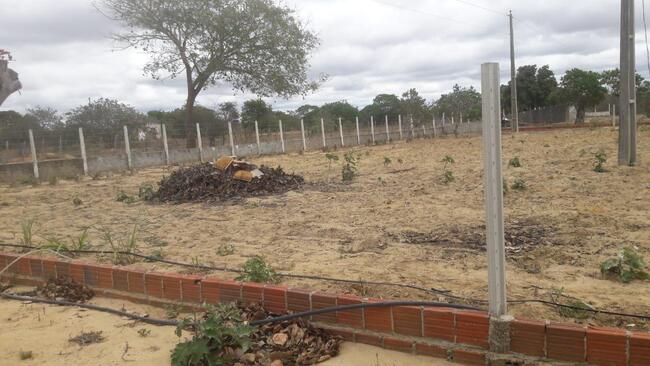 Uma Parte De Terra Localizada No Sitio Montevidéu, Zona Rural Do Município De Nova Floresta-pb, Medindo 01 Hectare, Distante Aproximadamente 1,1km Da Zona Urbana — foto 4