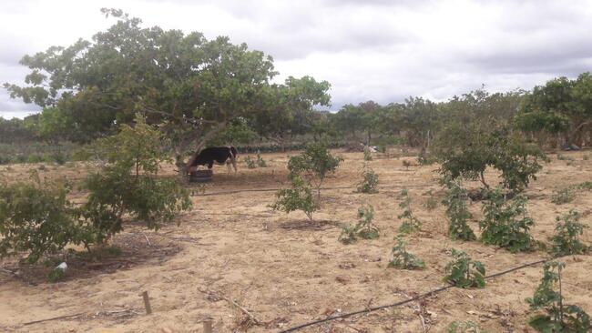 Uma Parte De Terra Localizada No Sitio Montevidéu, Zona Rural Do Município De Nova Floresta-pb, Medindo 01 Hectare, Distante Aproximadamente 1,1km Da Zona Urbana — foto 5