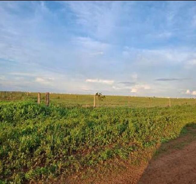 01 Imóvel Rural, Denominado Fazenda Recreio, Com Área De 414,2926ha, Localizada Dentro Dos Limites Da Gleba Juína Iii, No Município De Campos De Júlio/MT — foto 4