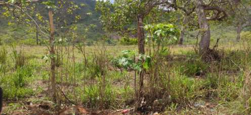Imóveis Rurais — Lote Nº — foto 4