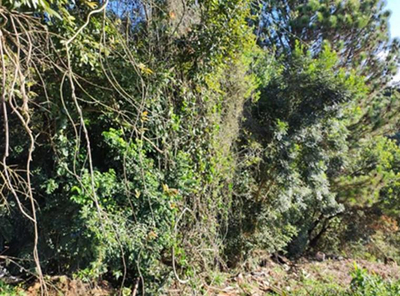 Imóvel urbano (lote de terreno de esquina, com 1.072,50m², sem benfeitorias), na Vila Susi, em Piraquara/PR