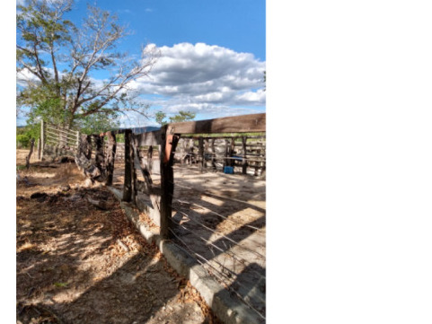 Lote 001 Fazenda Dois Irmãos Medindo 13,96 Alqueires em Colméia, Tocantins — foto 4
