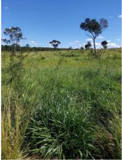 Área De 33,8032 Ha | Denominado Fazenda Santa Bárbara | Augusto De Lima/MG