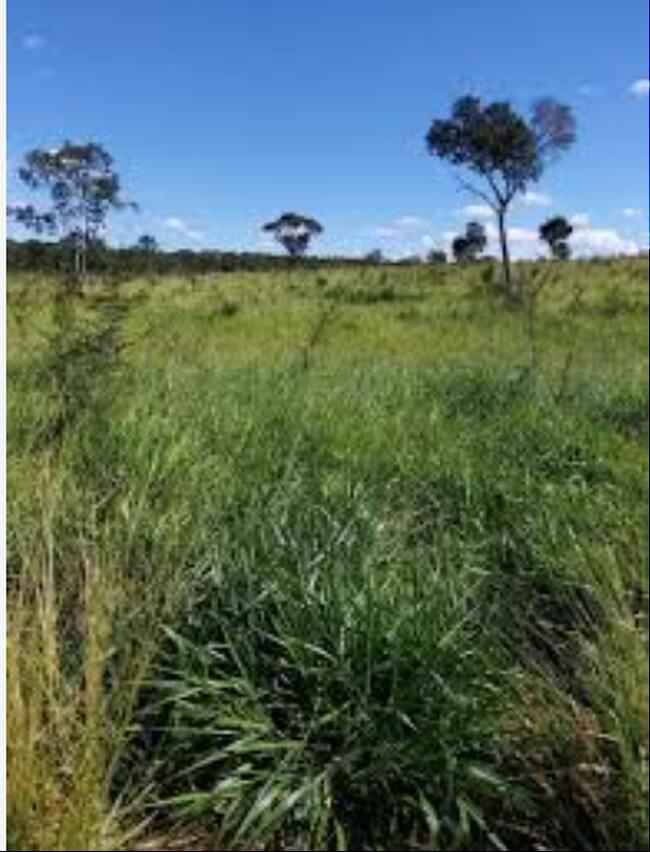 Área De 33,8032 Ha | Denominado Fazenda Santa Bárbara | Augusto De Lima/MG — foto 2
