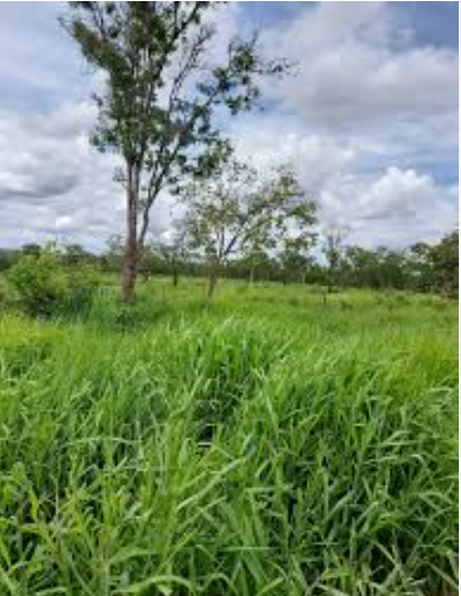 Área De 56,8030 Ha | Denominado Fazenda Santa Bárbara Riacho Fundo | Augusto De Lima/MG