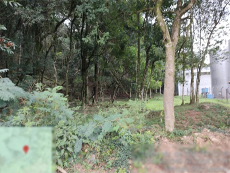 Terreno - Flores da Cunha - RS — foto 2