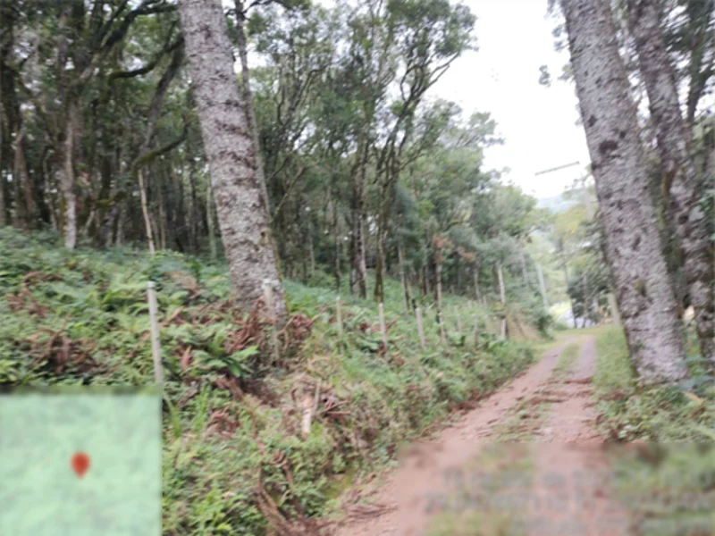 Terreno - Flores da Cunha - RS — foto 5