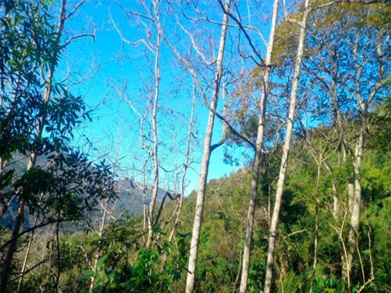 Terreno - Caxias do Sul - RS — foto 5