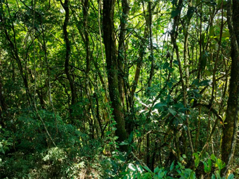 Terreno - Bento Gonçalves - RS — foto 4