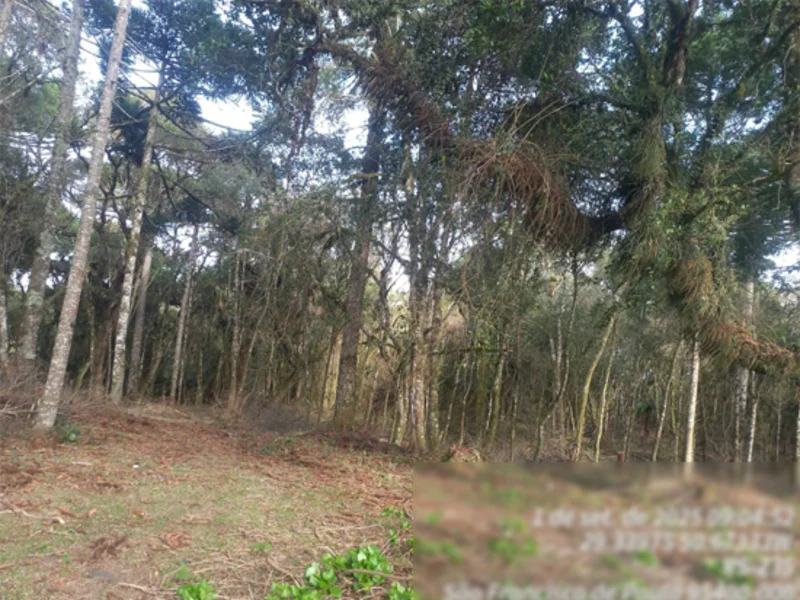 Terreno - São Francisco de Paula - RS — foto 2