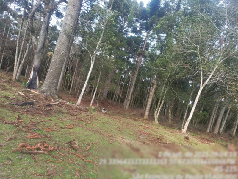 Terreno - São Francisco de Paula - RS — foto 3