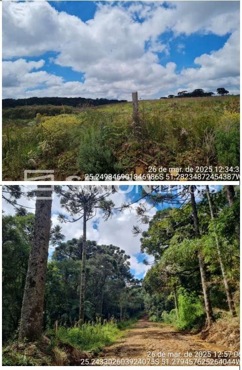 Fração correspondente a 70.000m² do Terreno de faxinais, constituído de parte da Gleba nº 20, situado no imóvel denominado “Campo de Dentro”, no Distrito de Guará, com área total de 3.692.154,00m², co — foto 5
